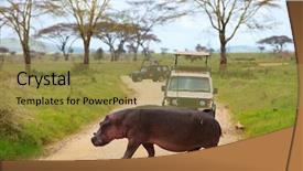  Presentation with africa safari - PPT layouts having game drive safari cars background and a gold colored foreground