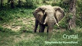  Presentation with animal conservation - Slides having game national park jungle forest background and a tawny brown colored foreground