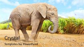  Presentation with african elephant loxodonta africana - Audience pleasing presentation theme consisting of ganesha - african bush elephant - loxodonta backdrop and a yellow colored foreground