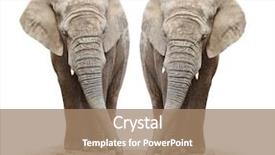 Presentation with ganesha - PPT theme consisting of ganesha - african elephants loxodonta africana background and a coral colored foreground