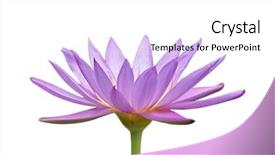  Presentation with lily flower - Amazing presentation theme having ganesha - water lily flower backdrop and a white colored foreground