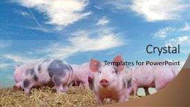  Presentation with pig farm - PPT theme featuring gang of young pigs background and a light blue colored foreground