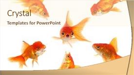  Presentation with peer pressure - Presentation theme consisting of ganging up on a peer background and a cream colored foreground