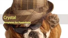  Presentation with gangster - Colorful slide deck enhanced with gangster with hat and sunglasses backdrop and a  colored foreground