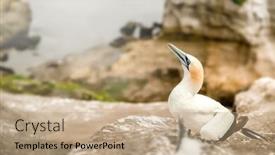  Presentation with cliff - Presentation having gannet-colony-on-a-cliff background and a coral colored foreground