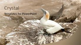  Presentation with cliff - PPT layouts with gannet-colony-on-a-cliff background and a coral colored foreground