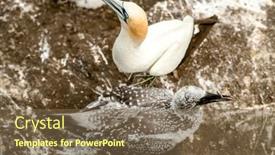  Presentation with cliff - Presentation theme consisting of gannet-colony-on-a-cliff background and a tawny brown colored foreground