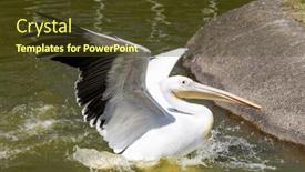  Presentation with water park - Presentation theme featuring gannet-in-water-pond background and a  colored foreground