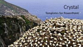  Presentation with newfoundland - Colorful PPT layouts enhanced with gannets at cape st mary backdrop and a light blue colored foreground