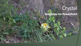  Presentation with pollution - Slide deck featuring garbage-and-pollution-along background and a gray colored foreground