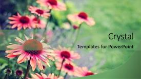  Presentation with echinacea - Theme enhanced with garden - flowers and plants background and a seafoam green colored foreground
