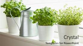  Presentation with thyme - PPT layouts featuring garden - fresh basil and thyme herb background and a soft green colored foreground