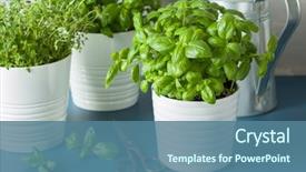  Presentation with thyme - Colorful PPT theme enhanced with garden - fresh basil thyme herb backdrop and a ocean colored foreground