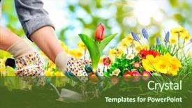  Presentation with flowers - Slides enhanced with garden - gardeners hands planting flowers background and a tawny brown colored foreground