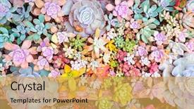  Presentation with cactus - Presentation theme with garden - natural background cactus succulent plant background and a yellow colored foreground