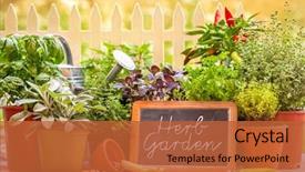  Presentation with herbs - Presentation theme having interview bubble - yes man pushing touching virtual background and a  colored foreground.