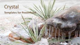  Presentation with ice - Amazing presentation having garden after an ice storm backdrop and a  colored foreground