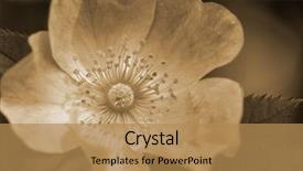  Presentation with dog - Audience pleasing presentation consisting of garden art - dog-rose sepia backdrop and a  colored foreground