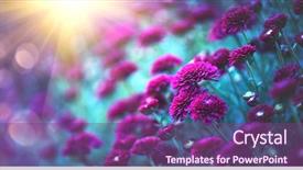  Presentation with chrysanthemum - Audience pleasing theme consisting of garden beauty autumn flowers art backdrop and a violet colored foreground