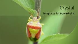  Presentation with stem - Presentation design enhanced with garden-bug-sits background and a seafoam green colored foreground