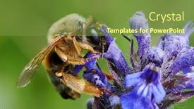  Presentation with summer flowers - Amazing presentation theme having garden-bumble-bee-pollinating backdrop and a tawny brown colored foreground