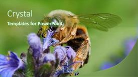  Presentation with bee - Colorful PPT theme enhanced with garden-bumble-bee-pollinating backdrop and a tawny brown colored foreground