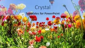  Presentation with hot spring - Audience pleasing presentation theme consisting of garden-buttercups-in-a-kibbutz backdrop and a light blue colored foreground