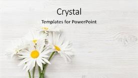  Presentation with chamomile - PPT layouts enhanced with garden chamomile flowers on wooden background and a white colored foreground
