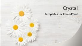  Presentation with chamomile - Theme enhanced with garden chamomile flowers on wooden background and a white colored foreground