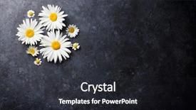  Presentation with chamomile - Cool new presentation design with garden chamomile flowers over stone backdrop and a dark gray colored foreground