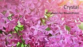  Presentation with lilac flower - Slides consisting of garden desin - lilac flower texture nature composition background and a coral colored foreground