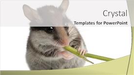  Presentation with stem - Amazing theme having garden-dormouse-eliomys-quercinus-2 backdrop and a white colored foreground