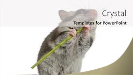  Presentation with stem - Cool new presentation theme with garden-dormouse-eliomys-quercinus-2 backdrop and a white colored foreground