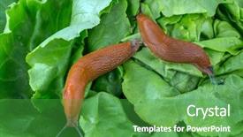  Presentation with lettuce in the vegetable garden - Presentation theme consisting of baklava traditional east sweet with walnuts close up background and a tawny brown colored foreground