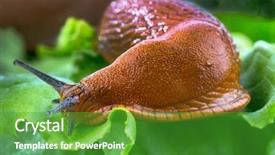  Presentation with lettuce - Colorful presentation theme enhanced with baklava traditional east sweet with walnuts close up backdrop and a tawny brown colored foreground