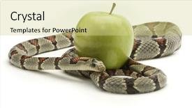  Presentation with eden - Presentation theme enhanced with garden eden - gray banded kingsnake coiled background and a soft green colored foreground