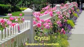  Presentation with sage - Presentation theme enhanced with garden fence with pink roses background and a tawny brown colored foreground