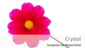  Presentation with dahlia - Presentation featuring garden-flower-dahlia-merry-guys background and a sky blue colored foreground