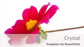  Presentation with dahlia - PPT theme enhanced with garden-flower-dahlia-merry-guys background and a sky blue colored foreground