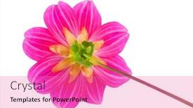  Presentation with dahlia - Amazing slide set having garden-flower-dahlia-merry-guys backdrop and a coral colored foreground