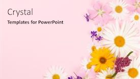  Presentation with frame pink - Amazing theme having garden-flowers-frame-over-pink backdrop and a pink colored foreground