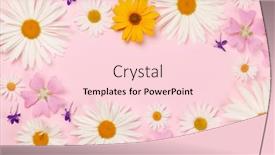 Presentation with frame pink - Slides with garden-flowers-frame-over-pink background and a lemonade colored foreground