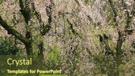 Presentation with japanese flowers - Slide set with garden-full-of-weeping-japanese background and a tawny brown colored foreground