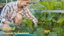  Presentation with vegetable garden - Slide set with garden harvesting cucumbers or courgette background and a  colored foreground