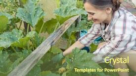  Presentation with vegetable garden - Amazing presentation theme having garden harvesting cucumbers or courgette backdrop and a tawny brown colored foreground
