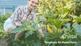  Presentation with vegetable garden - Presentation design enhanced with garden harvesting cucumbers or courgette background and a tawny brown colored foreground