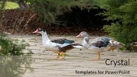  Presentation with duck - PPT theme having garden in tasmania australia background and a mint green colored foreground