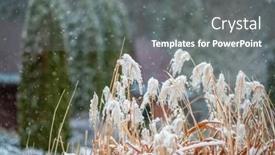  Presentation with garden - PPT theme having garden-in-winter-with-hoarfrost background and a gray colored foreground