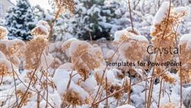  Presentation with garden - Slide set with garden-in-winter-with-hoarfrost background and a coral colored foreground