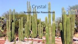  Presentation with north america - Presentation design consisting of garden-of-cacti-and-succulents background and a light blue colored foreground